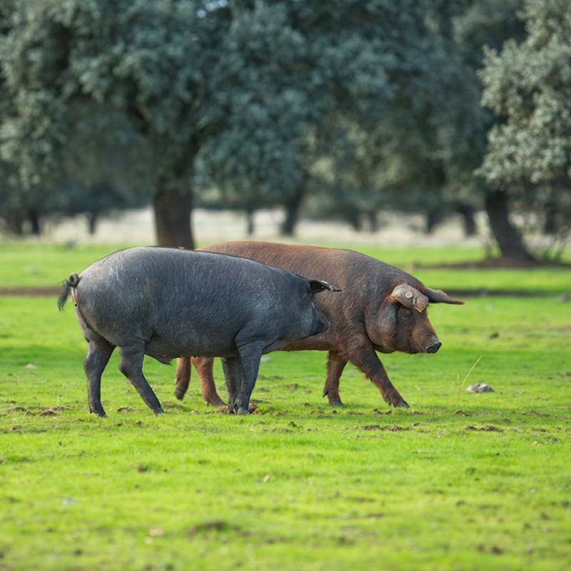 Nero Calabrese. Het Italiaanse zwarte varken.